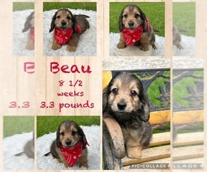 Bulldog Puppy for sale in NACOGDOCHES, TX, USA