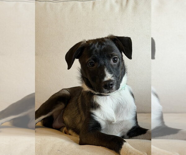 Medium Photo #2 Mutt Puppy For Sale in Brewster, NY, USA