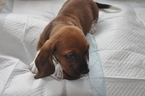 Small Photo #9 Basset Hound Puppy For Sale in DEER VALLEY, UT, USA