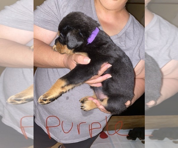 Medium Photo #1 Rottweiler Puppy For Sale in AIKEN, SC, USA