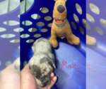 Small Photo #2 Great Dane Puppy For Sale in MOSES LAKE, WA, USA