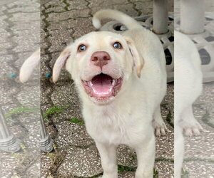 Labrador Retriever-Unknown Mix Dogs for adoption in Hillsboro, MO, USA