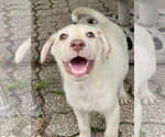 Small Labrador Retriever Mix