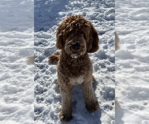 Father of the Labradoodle puppies born on 06/13/2026