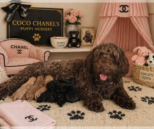 Medium Photo #1 Goldendoodle Puppy For Sale in AURORA, IL, USA