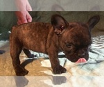 Small Photo #3 French Bulldog Puppy For Sale in ELIZ CITY, NC, USA