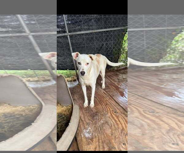 Medium Photo #1 Labrador Retriever-Unknown Mix Puppy For Sale in Shillington, PA, USA