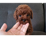 Small Photo #2 Poodle (Toy) Puppy For Sale in FULLERTON, CA, USA