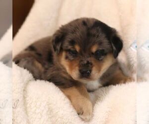 Sheprador Puppy for sale in ATMORE, AL, USA