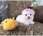 Small #4 Maltese