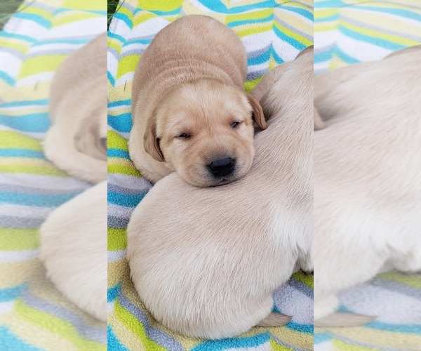 Medium Photo #11 Labrador Retriever Puppy For Sale in OLYMPIA, WA, USA