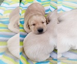 Small #10 Labrador Retriever