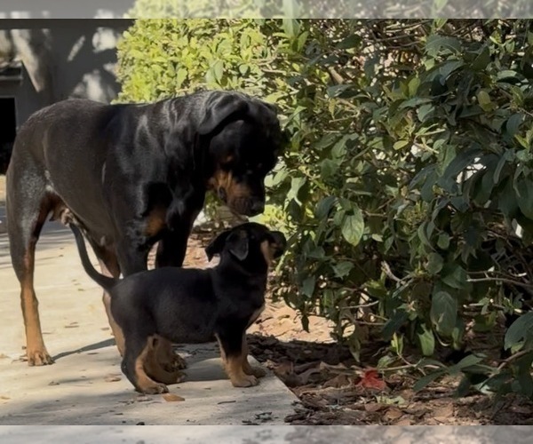 Medium Photo #6 Shepweiller Puppy For Sale in SAINT AUGUSTINE, FL, USA