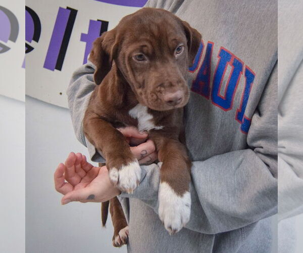 Medium Photo #4 Chocolate Labrador retriever-Unknown Mix Puppy For Sale in Huntley, IL, USA
