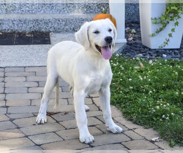 Medium Photo #5 Golden Retriever Puppy For Sale in SYRACUSE, IN, USA
