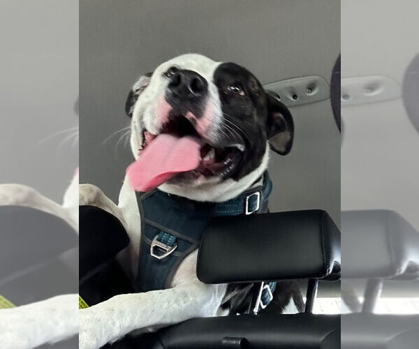 Medium Photo #3 Dogo Argentino Puppy For Sale in Fremont, CA, USA