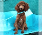 Small Photo #1 Poodle (Toy) Puppy For Sale in ARTHUR, IL, USA