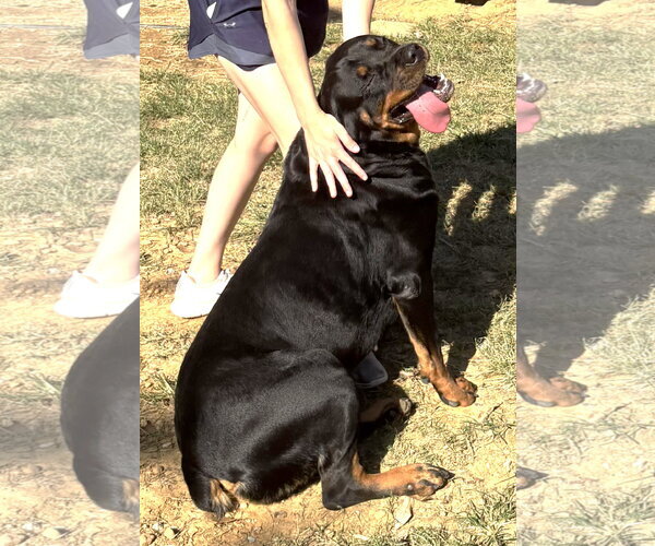 Medium Photo #3 Rottweiler-Unknown Mix Puppy For Sale in Wetumpka, AL, USA