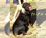 Small Photo #3 Rottweiler-Unknown Mix Puppy For Sale in Wetumpka, AL, USA