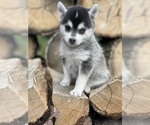 Small Photo #27 Alaskan Klee Kai-Pomsky Mix Puppy For Sale in STAPLES, MN, USA
