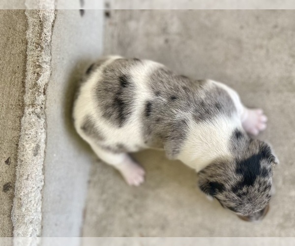 Medium Photo #7 Jack Russell Terrier Puppy For Sale in FORT PIERCE, FL, USA