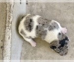 Small Photo #7 Jack Russell Terrier Puppy For Sale in FORT PIERCE, FL, USA