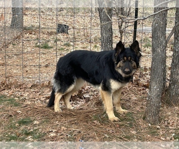Medium Photo #2 German Shepherd Dog Puppy For Sale in GOLDENDALE, WA, USA