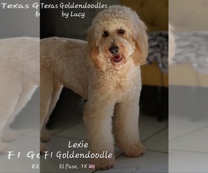 Mother of the Goldendoodle puppies born on 04/08/2023