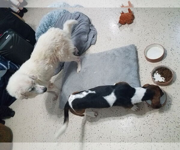 Medium Photo #2 Great Pyrenees-Unknown Mix Puppy For Sale in Houston, TX, USA