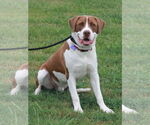 Small #2 Saint Bernard Mix