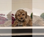 Small #9 Poodle (Miniature)