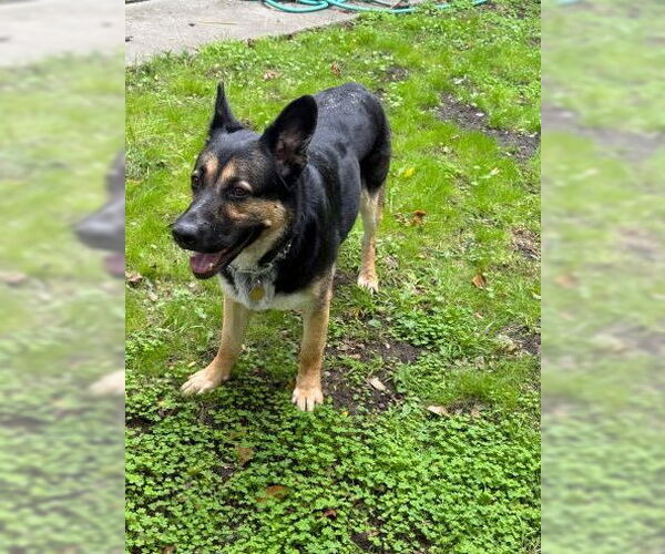 Medium Photo #3 German Shepherd Dog Puppy For Sale in Cupertino, CA, USA