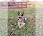 Small Photo #1 Texas Heeler Puppy For Sale in BARDSTOWN, KY, USA