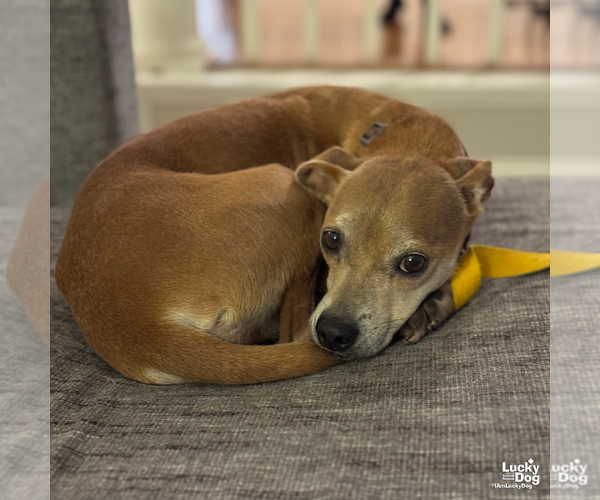 Medium Photo #5 Chihuahua-Unknown Mix Puppy For Sale in Washington, DC, USA