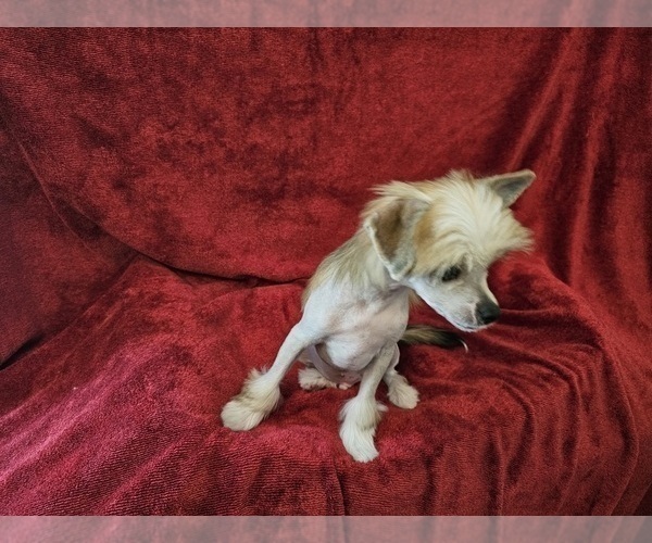 Medium Photo #9 Chinese Crested Puppy For Sale in LAKELAND, FL, USA