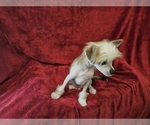 Small #8 Chinese Crested
