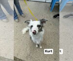 Small Australian Shepherd