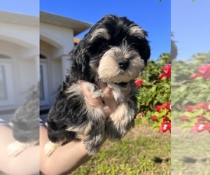 Havanese Puppy for sale in NORTH PORT, FL, USA