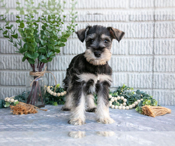 Medium Photo #2 Schnauzer (Miniature) Puppy For Sale in BALTIC, OH, USA