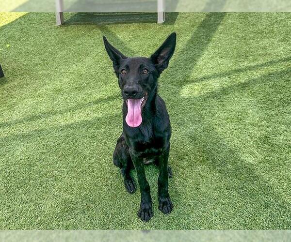 Medium Photo #2 German Shepherd Dog Puppy For Sale in Orange, CA, USA