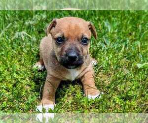 German Shepherd Dog Puppy for sale in TOPSFIELD, MA, USA