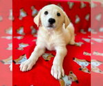 Small Great Pyrenees Mix