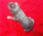 Small Photo #33 American Bully Puppy For Sale in TRENTON, NJ, USA