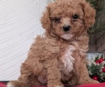 Small #16 Cavapoo (Miniature)