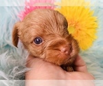 Small Photo #10 Yorkshire Terrier Puppy For Sale in LA SIERRA, CA, USA