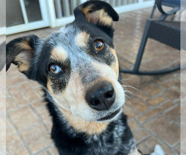 Medium Photo #2 Mutt Puppy For Sale in Stratham, NH, USA