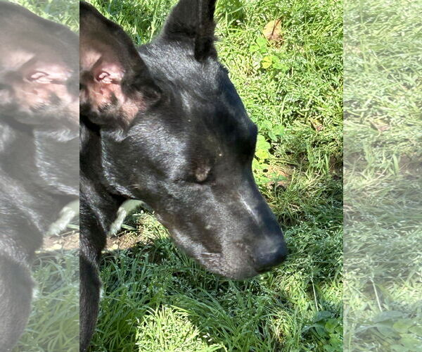 Medium Photo #6 Mutt Puppy For Sale in Okolona, MS, USA