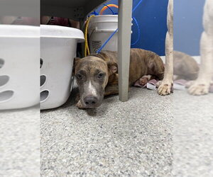Bullboxer Pit Dogs for adoption in Pasadena, TX, USA