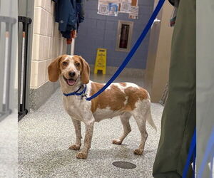 Beagle-Unknown Mix Dogs for adoption in Boston, MA, USA