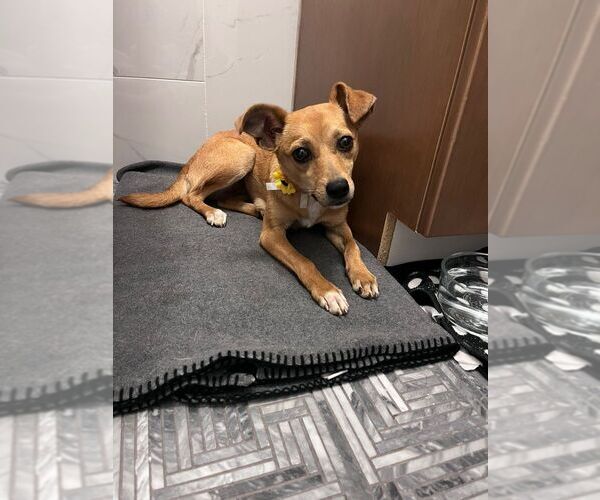 Medium Photo #2 Chihuahua-Unknown Mix Puppy For Sale in Calgary, Alberta, Canada